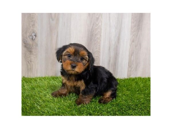 Yorkshire Terrier-DOG-Female-Black / Tan-3821-Petland Hilliard, Ohio