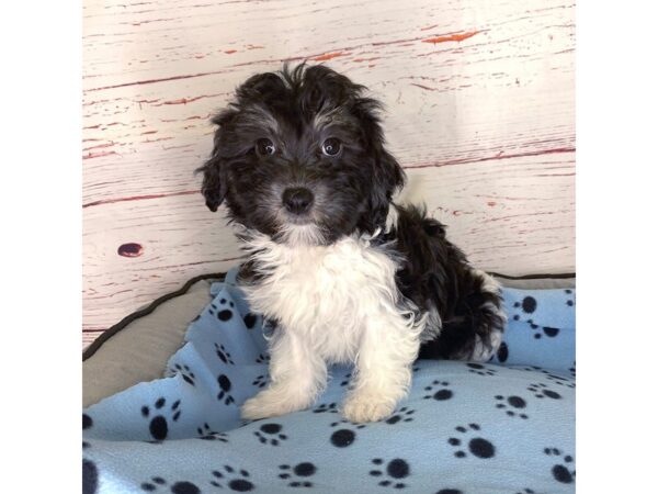 Havanese-DOG-Female-Black / White-3786-Petland Hilliard, Ohio