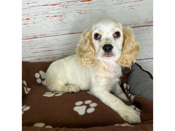 Cocker Spaniel-DOG-Male-Buff / White-3784-Petland Hilliard, Ohio