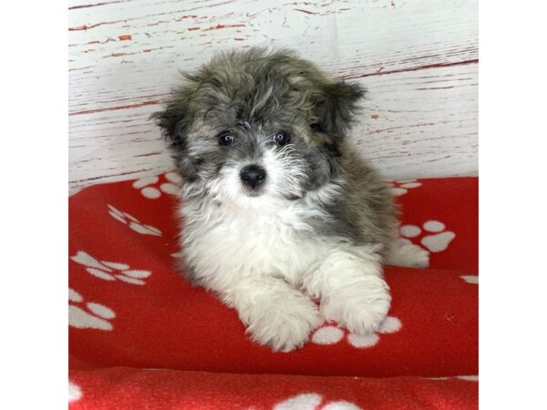 Pomeranian/Havanese-DOG-Female-White / Gold-3790-Petland Hilliard, Ohio