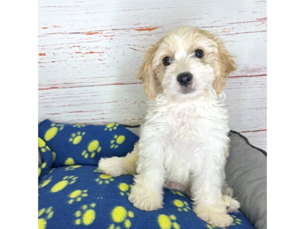 Cavachon DOG Male Gold & Wht 3792 Petland Hilliard, Ohio