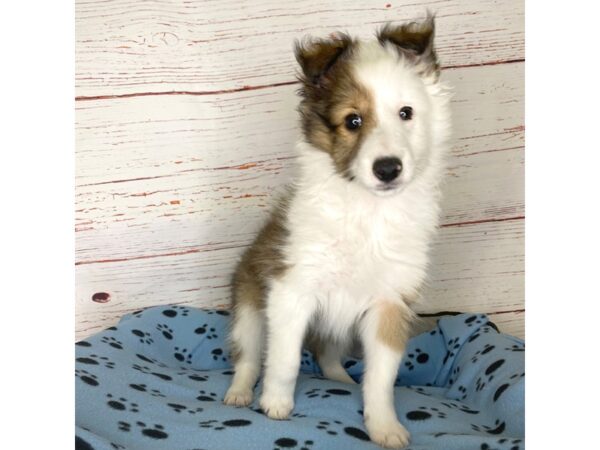 Shetland Sheepdog DOG Female Sable / White 3804 Petland Hilliard, Ohio