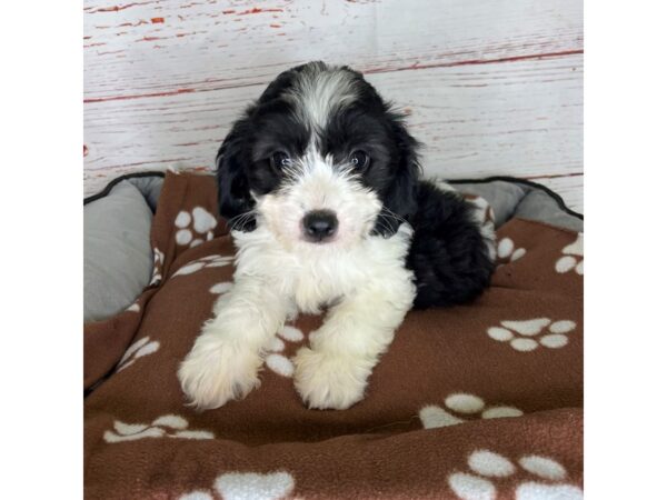 Cavachon DOG Male Tri 3814 Petland Hilliard, Ohio