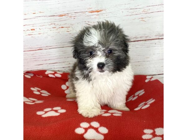 Pomeranian/Havanese-DOG-Male-White / Gold-3812-Petland Hilliard, Ohio