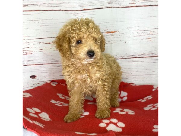 Poodle DOG Male Red 3811 Petland Hilliard, Ohio