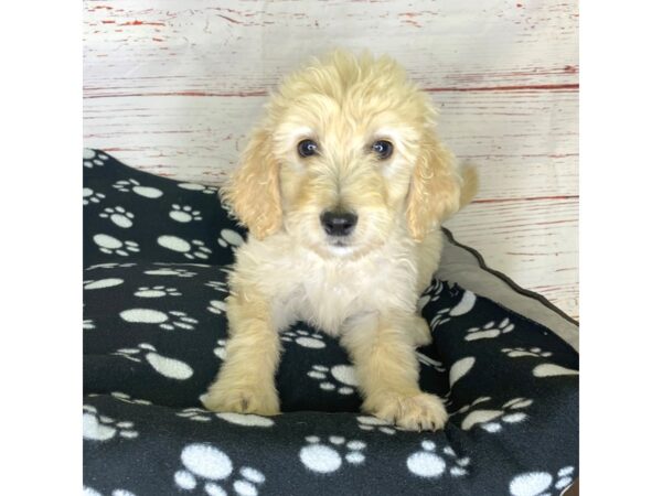 Goldendoodle-DOG-Female-Golden-3810-Petland Hilliard, Ohio