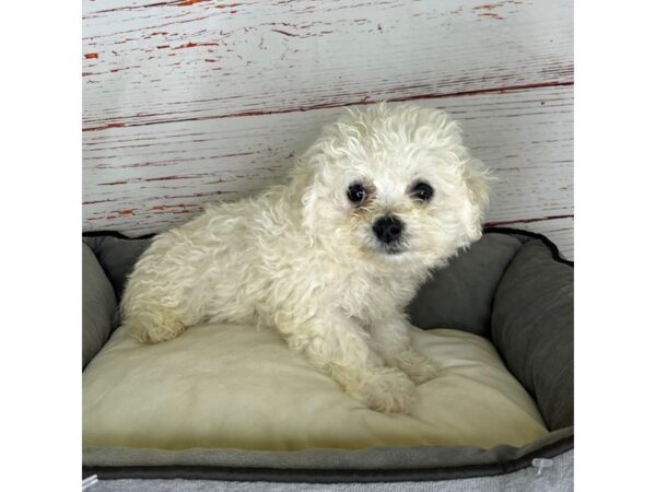 Bichon Frise-DOG-Male-White-3808-Petland Hilliard, Ohio