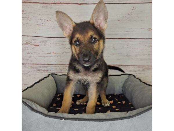 German Shepherd Dog-DOG-Female-Black / Tan-3795-Petland Hilliard, Ohio