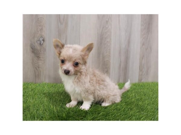 Chihuahua DOG Male Fawn / White 3831 Petland Hilliard, Ohio