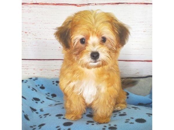 YorkieChon-DOG-Male-Tan-3824-Petland Hilliard, Ohio