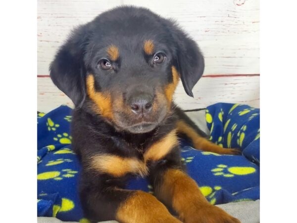 Rottweiler-DOG-Female-Black & Rust-3822-Petland Hilliard, Ohio