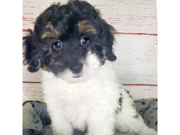 Mini Goldendoodle 2nd Gen-DOG-Male-Black/White-3827-Petland Hilliard, Ohio