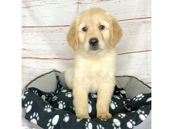 Golden Retriever-DOG-Female-Cream/White-3829-Petland Hilliard, Ohio