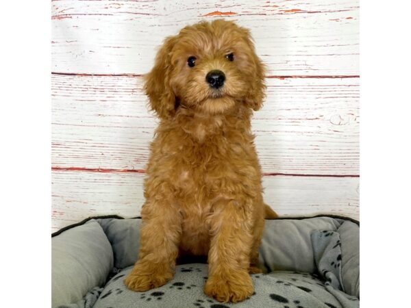 Goldendoodle Mini-DOG-Female-Red-3818-Petland Hilliard, Ohio