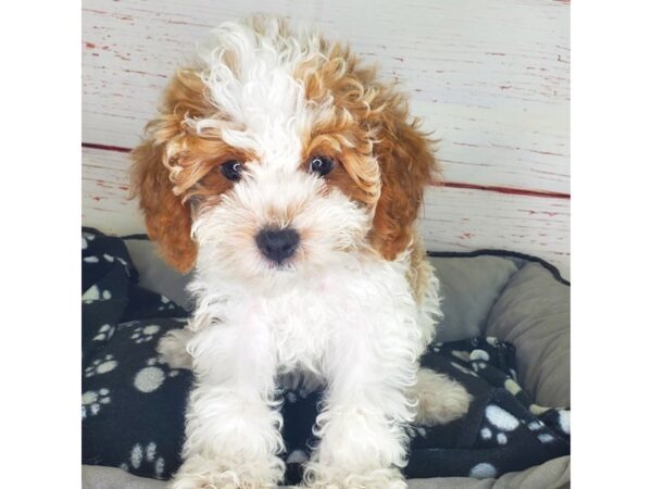 Cavapoo-DOG-Female-Red / White-3825-Petland Hilliard, Ohio