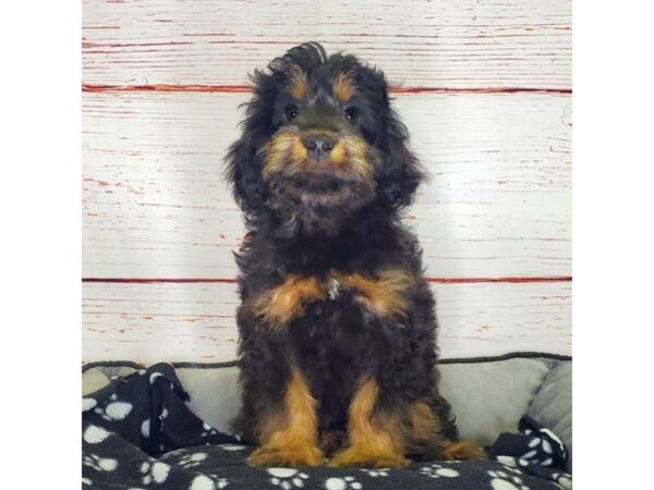 Aussiepoo-DOG-Female-Black / Tan-3826-Petland Hilliard, Ohio