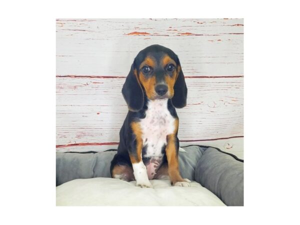 Beagle-DOG-Female-Tri-Colored-3847-Petland Hilliard, Ohio