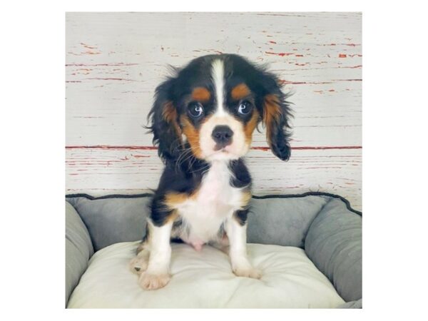 Cavalier King Charles Spaniel-DOG-Male-Black Tan / White-3843-Petland Hilliard, Ohio