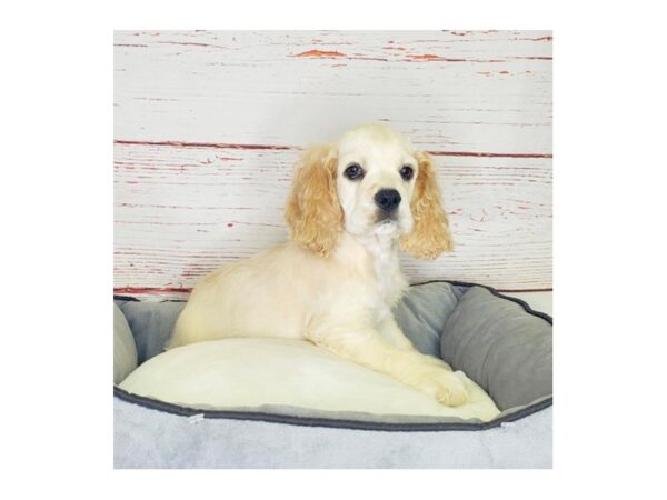 Cocker Spaniel-DOG-Male-Buff / White-3840-Petland Hilliard, Ohio