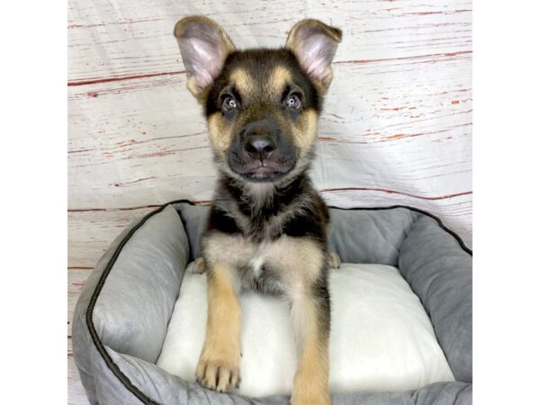 German Shepherd Dog-DOG-Male-Black / Tan-3838-Petland Hilliard, Ohio