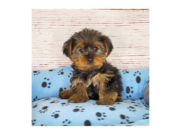 Yorkshire Terrier-DOG-Male-Black / Tan-3830-Petland Hilliard, Ohio