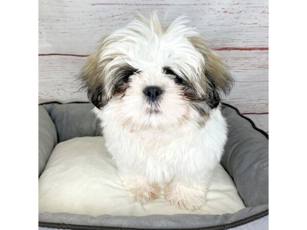 Shih Tzu-DOG-Male-Brown / White-3817-Petland Hilliard, Ohio