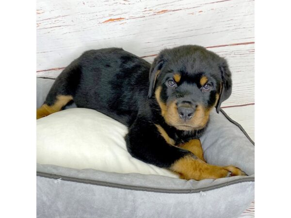 Rottweiler-DOG-Male-Black/Tan-3836-Petland Hilliard, Ohio