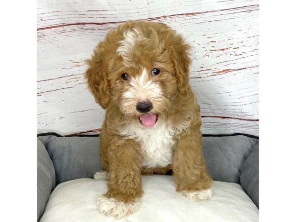 Mini Goldendoodle-DOG-Male-Red/White-3835-Petland Hilliard, Ohio