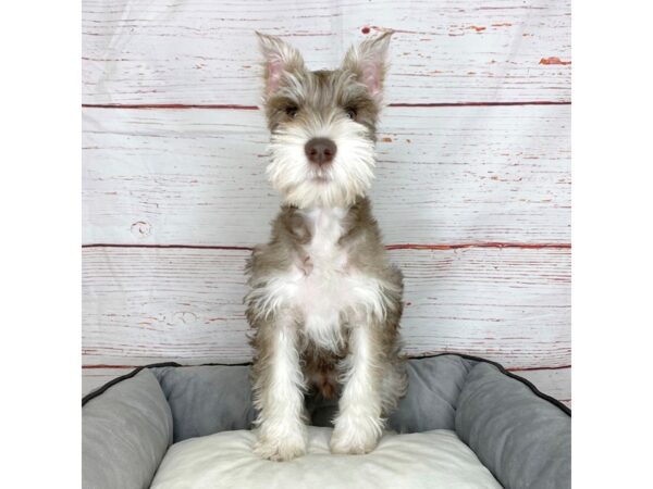 Mini Schnauzer-DOG-Male--3833-Petland Hilliard, Ohio