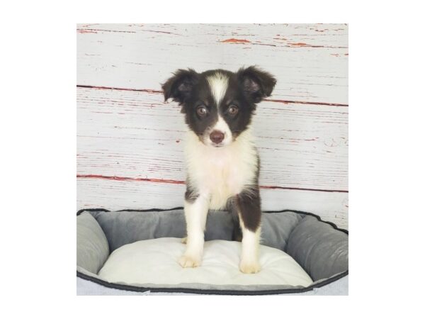 Miniature American Shepherd-DOG-Female-Red Tan / White-3846-Petland Hilliard, Ohio