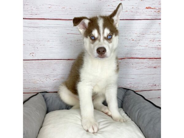 Siberian Husky-DOG-Male-Red/White-3837-Petland Hilliard, Ohio