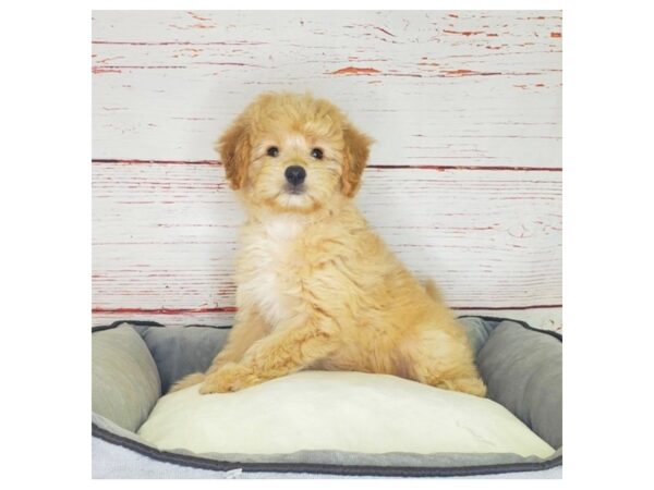 Poodle/American Eskimo-DOG-Female-Apricot-3845-Petland Hilliard, Ohio