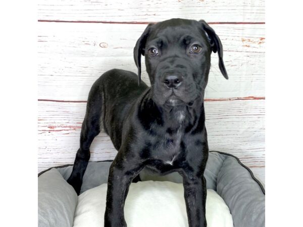 Cane Corso-DOG-Female-Black-3834-Petland Hilliard, Ohio