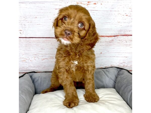 Cock A Poo-DOG-Male-Red-3839-Petland Hilliard, Ohio