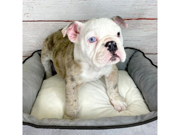 Bulldog-DOG-Female-Red Merle-3820-Petland Hilliard, Ohio