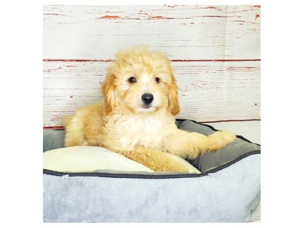 Poodle/American Eskimo-DOG-Male-Apricot-3844-Petland Hilliard, Ohio