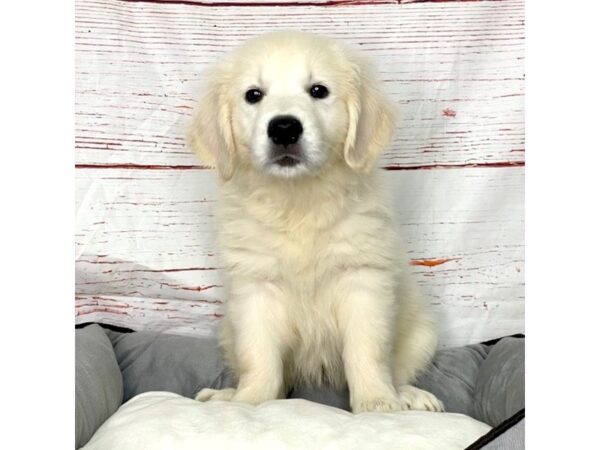 Golden Retriever-DOG-Female-Cream-3848-Petland Hilliard, Ohio