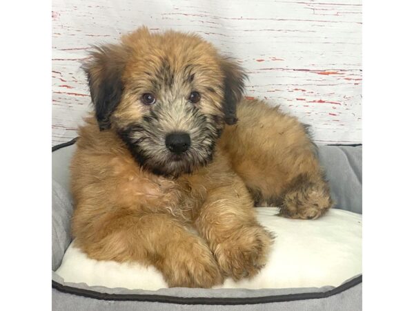 Soft Coated Wheaten Terrier DOG Male Wheaten 3861 Petland Hilliard, Ohio