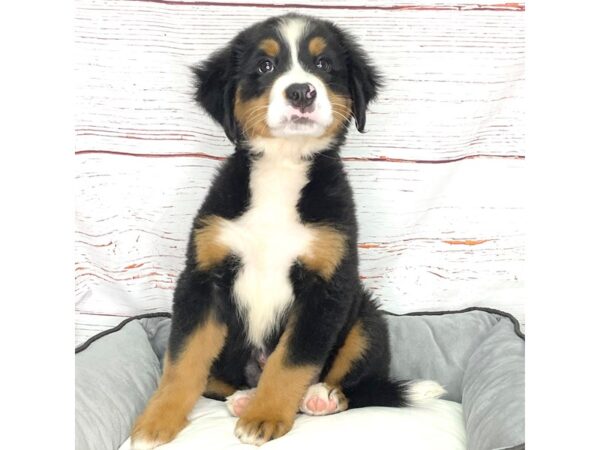 Bernese Mountain Dog-DOG-Female-Black Tan / White-3860-Petland Hilliard, Ohio