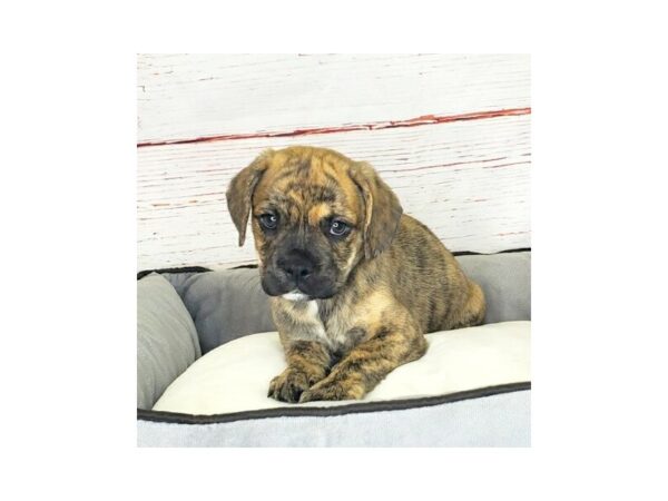 Bull Puggle-DOG-Male-Brindle-3859-Petland Hilliard, Ohio