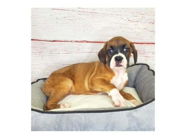 Boxer-DOG-Female-Fawn-3857-Petland Hilliard, Ohio