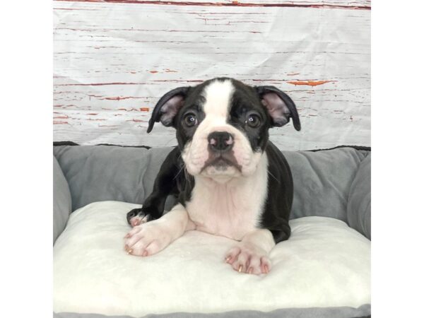 Boston Terrier-DOG-Female-Black/White-3849-Petland Hilliard, Ohio