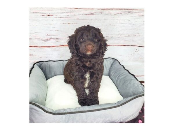 Labradoodle Mini 2nd Gen-DOG-Male-Chocolate-3872-Petland Hilliard, Ohio