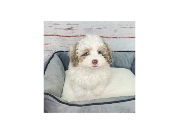 2nd Generation Mini Bernedoodle-DOG--White/Merle-3868-Petland Hilliard, Ohio