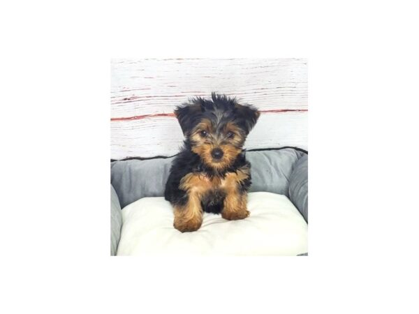 Yorkshire Terrier-DOG-Male-Black / Tan-3863-Petland Hilliard, Ohio