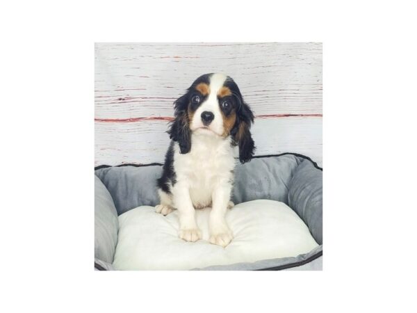 Cavalier King Charles Spaniel-DOG--Tri-3867-Petland Hilliard, Ohio