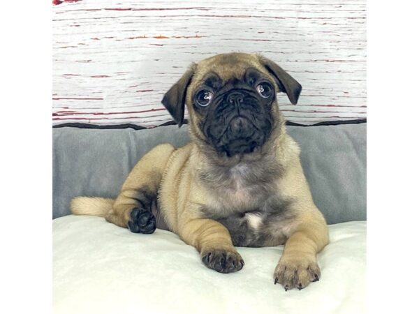 Pug-DOG-Female-Fawn-3879-Petland Hilliard, Ohio