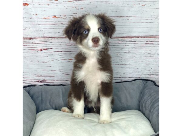 Miniature Australian Shepherd-DOG-Male-Red Tan / White-3878-Petland Hilliard, Ohio