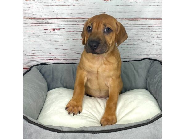 Sharpeagle-DOG-Female-Red-3877-Petland Hilliard, Ohio