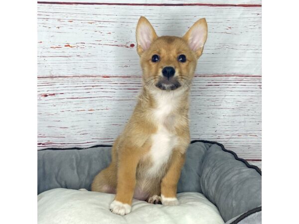 Pembroke Welsh Corgi/Shiba Inu-DOG-Female-Red-3870-Petland Hilliard, Ohio